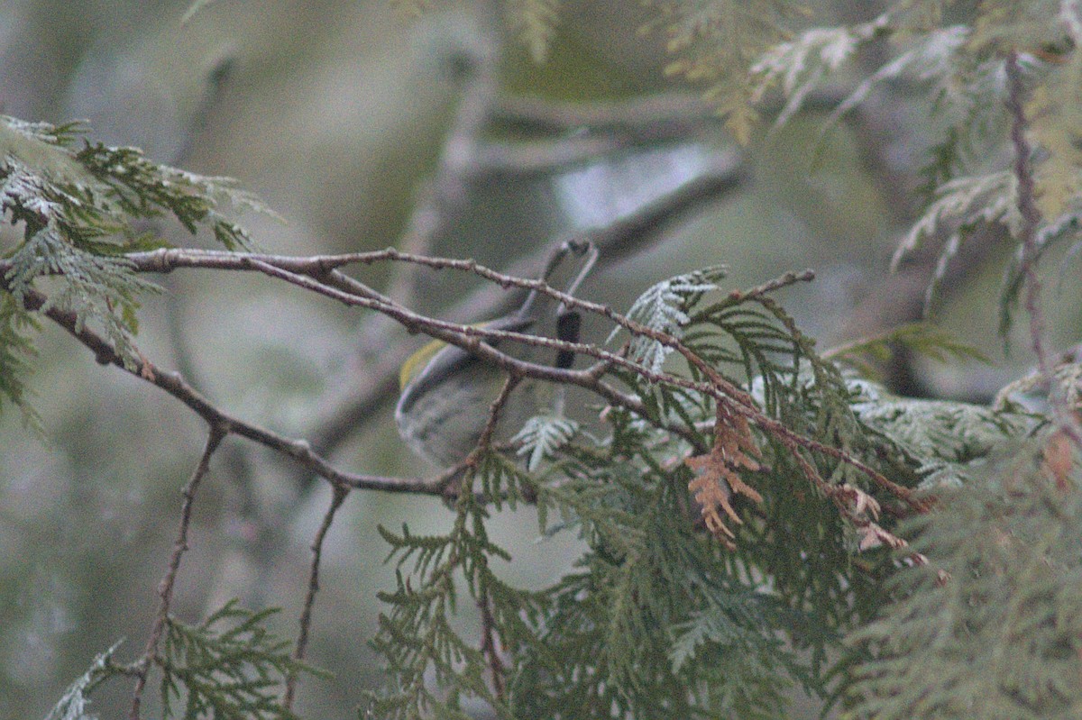 Black-throated Green Warbler - ML612849527