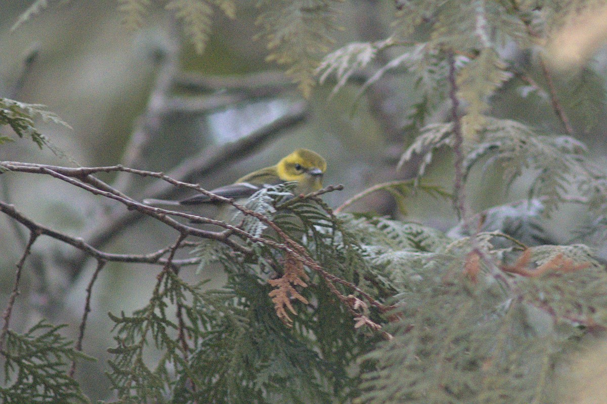 Black-throated Green Warbler - ML612849528