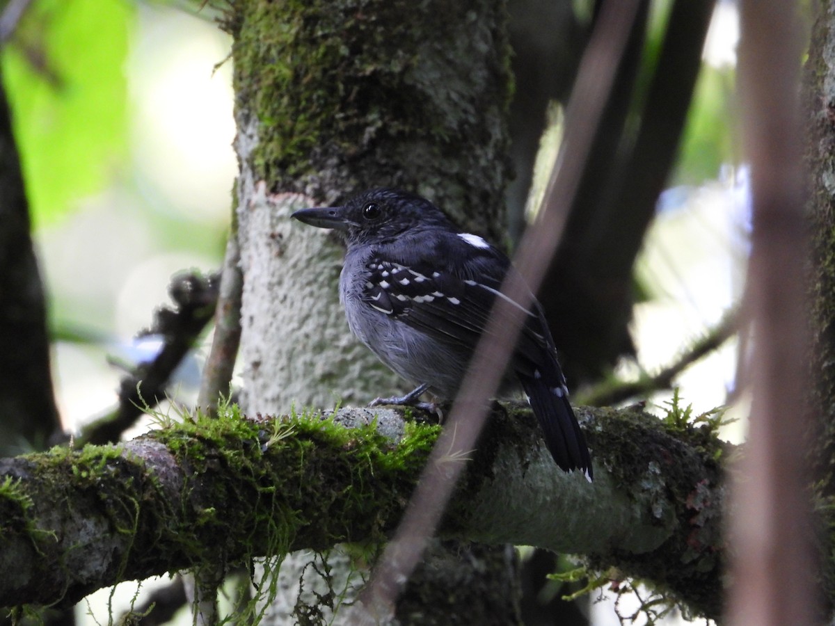 Black-crowned Antshrike - ML612849618