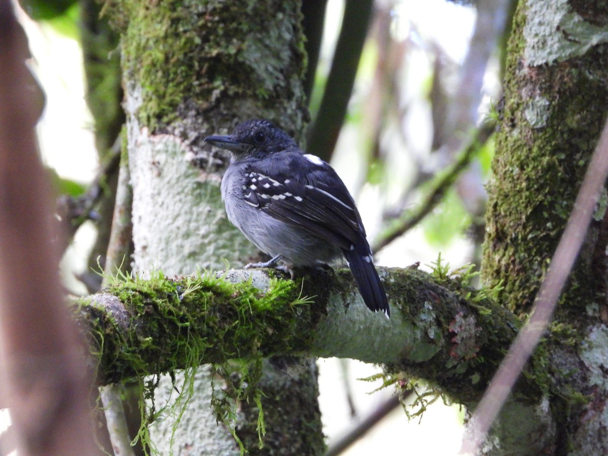 Black-crowned Antshrike - ML612849619