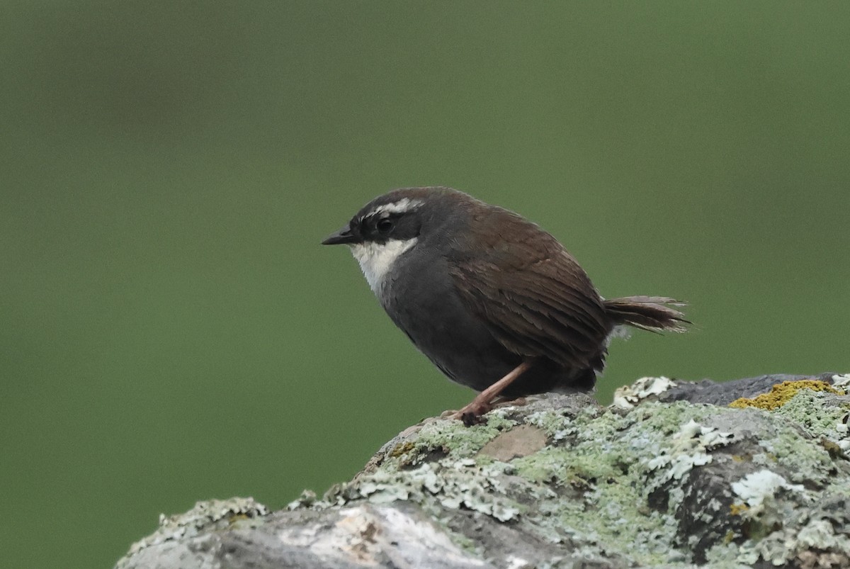 White-browed Tapaculo - Michael McCloy