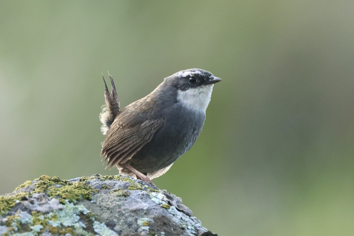 White-browed Tapaculo - Michael McCloy