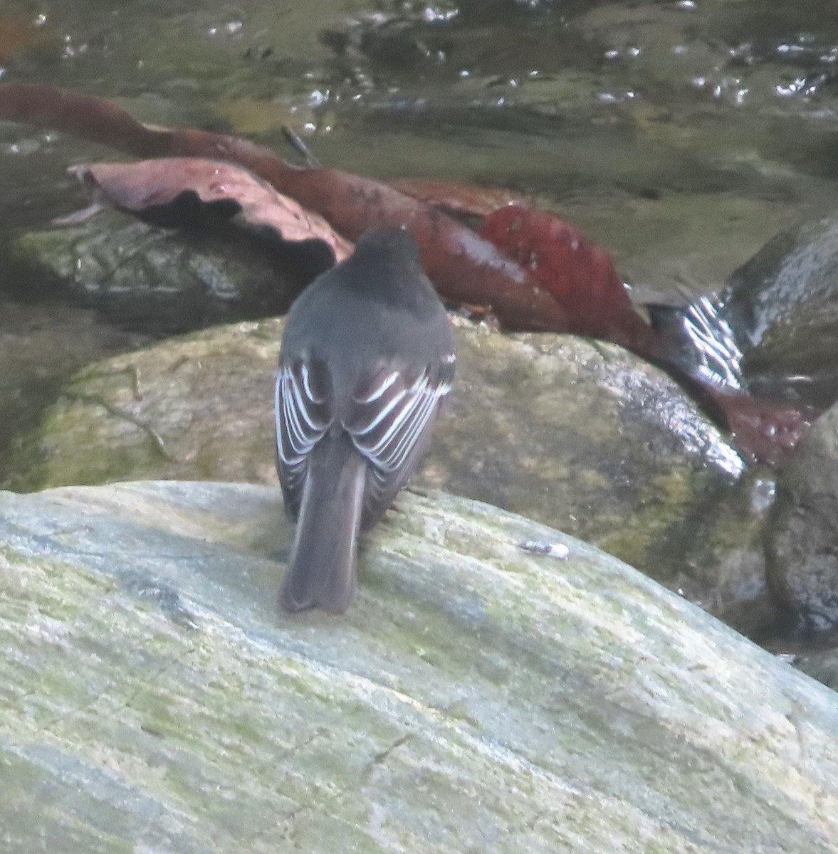 Black Phoebe - ML612849649