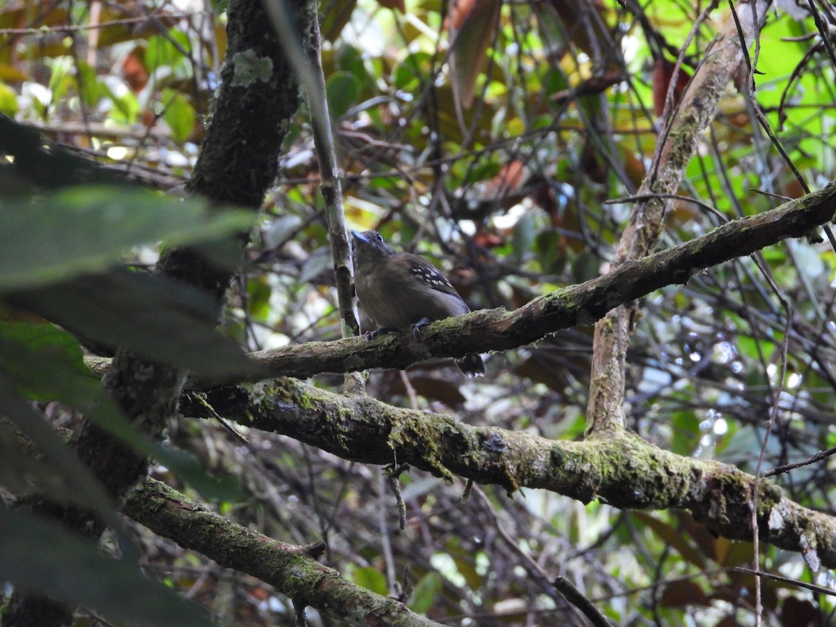 Black-crowned Antshrike - ML612849650