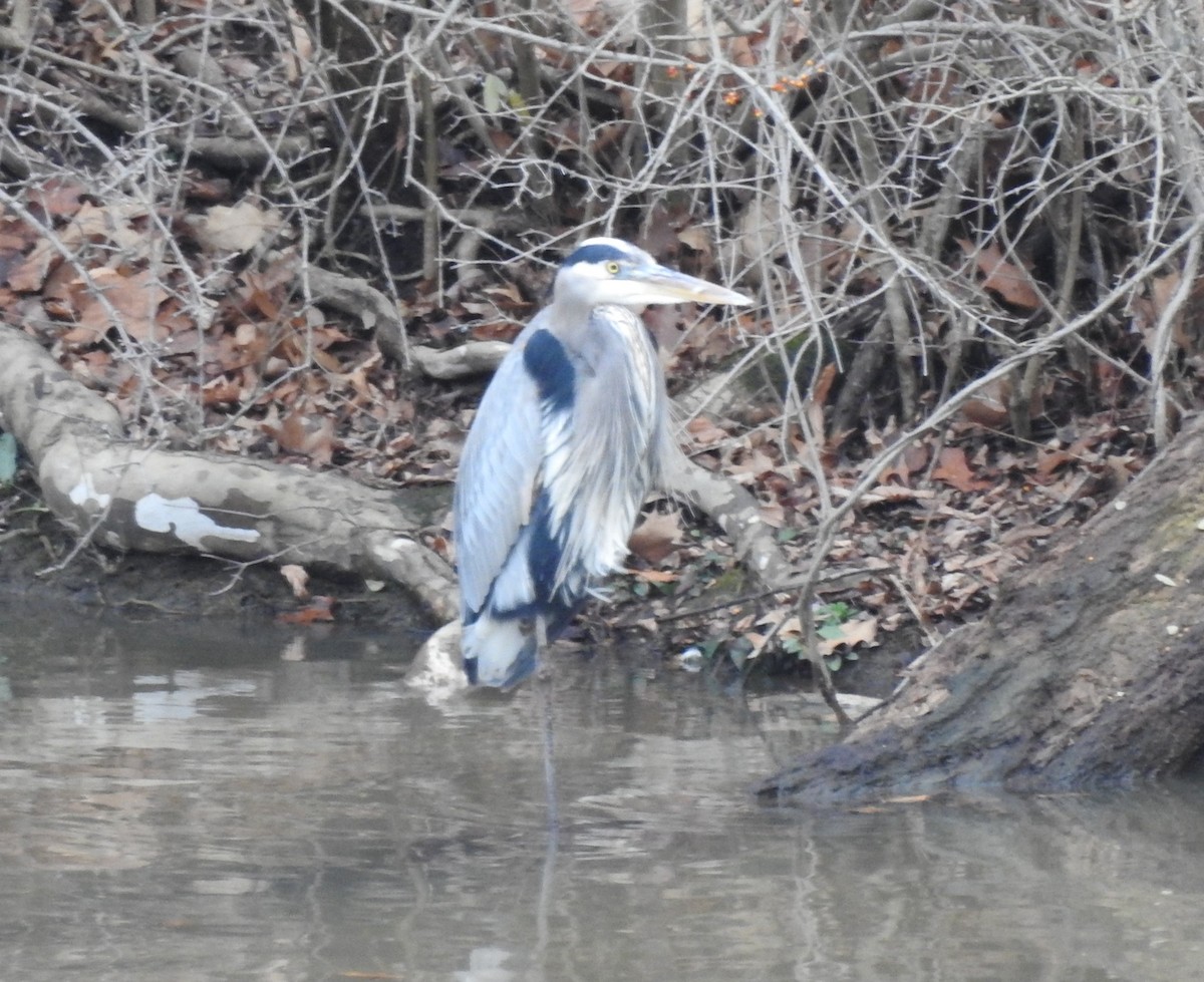 Great Blue Heron - ML612849714