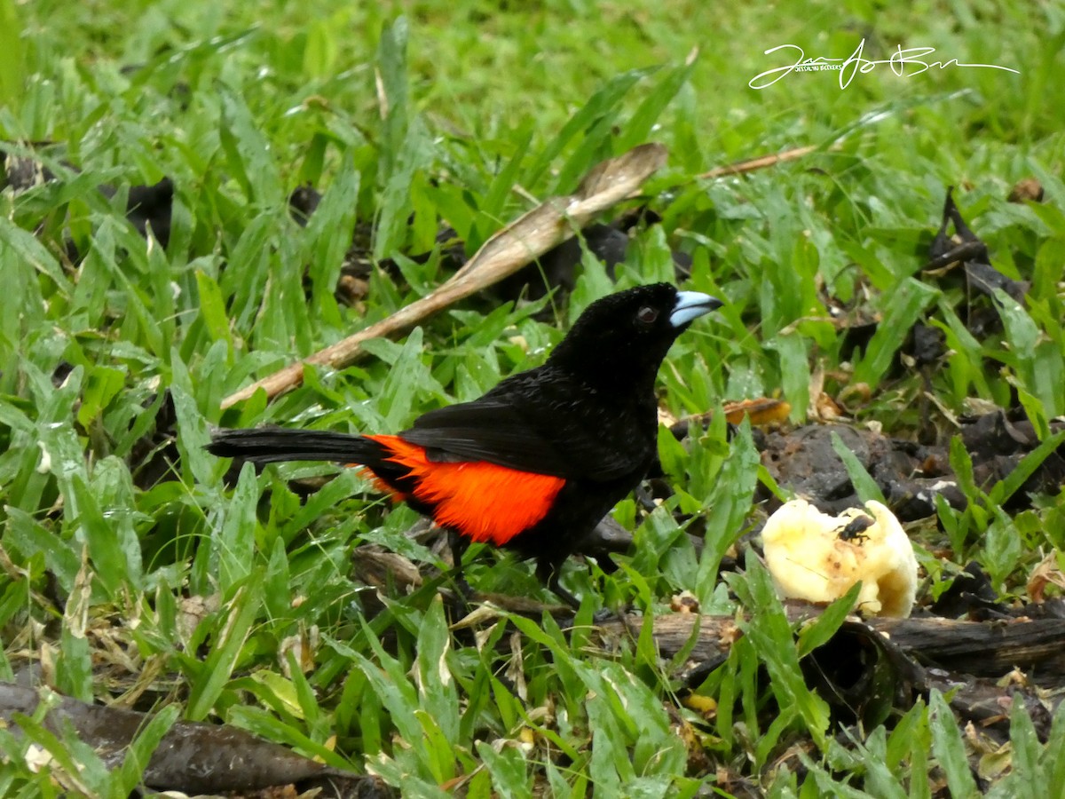 Scarlet-rumped Tanager (Passerini's) - ML612849736