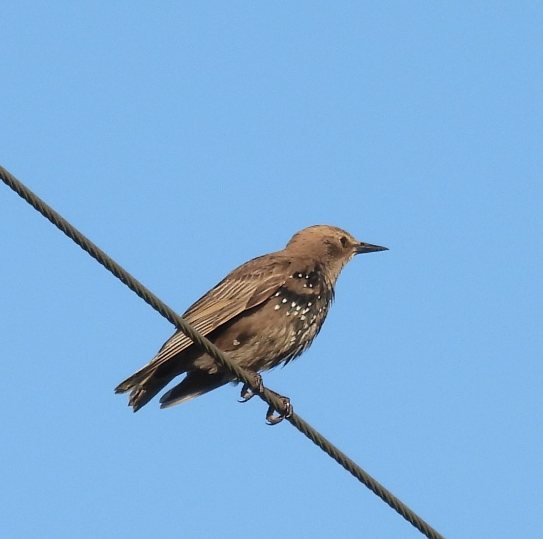 European Starling - ML612849742