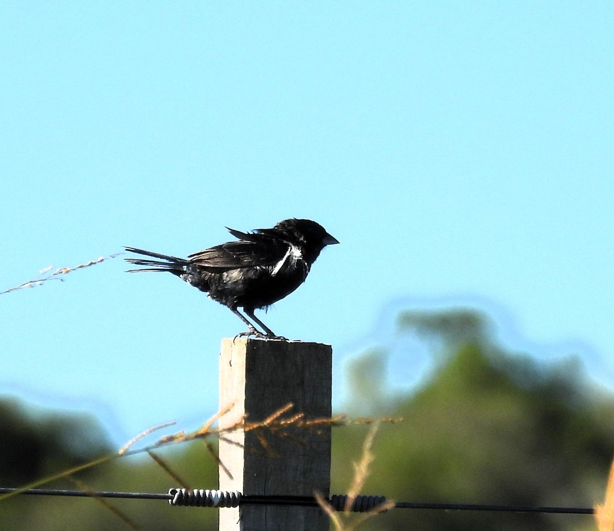 Blue-black Grassquit - ML612849766