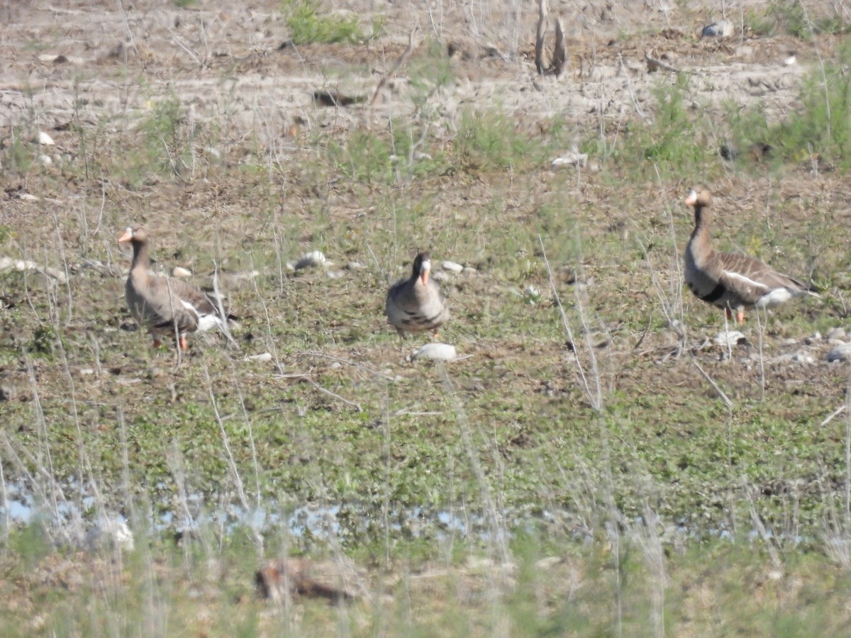 Greater White-fronted Goose - ML612849792
