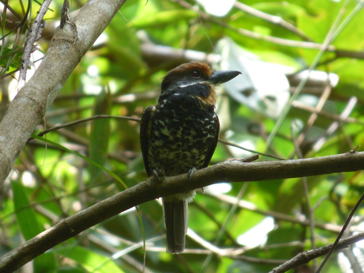 Spotted Puffbird - Magui Rojas