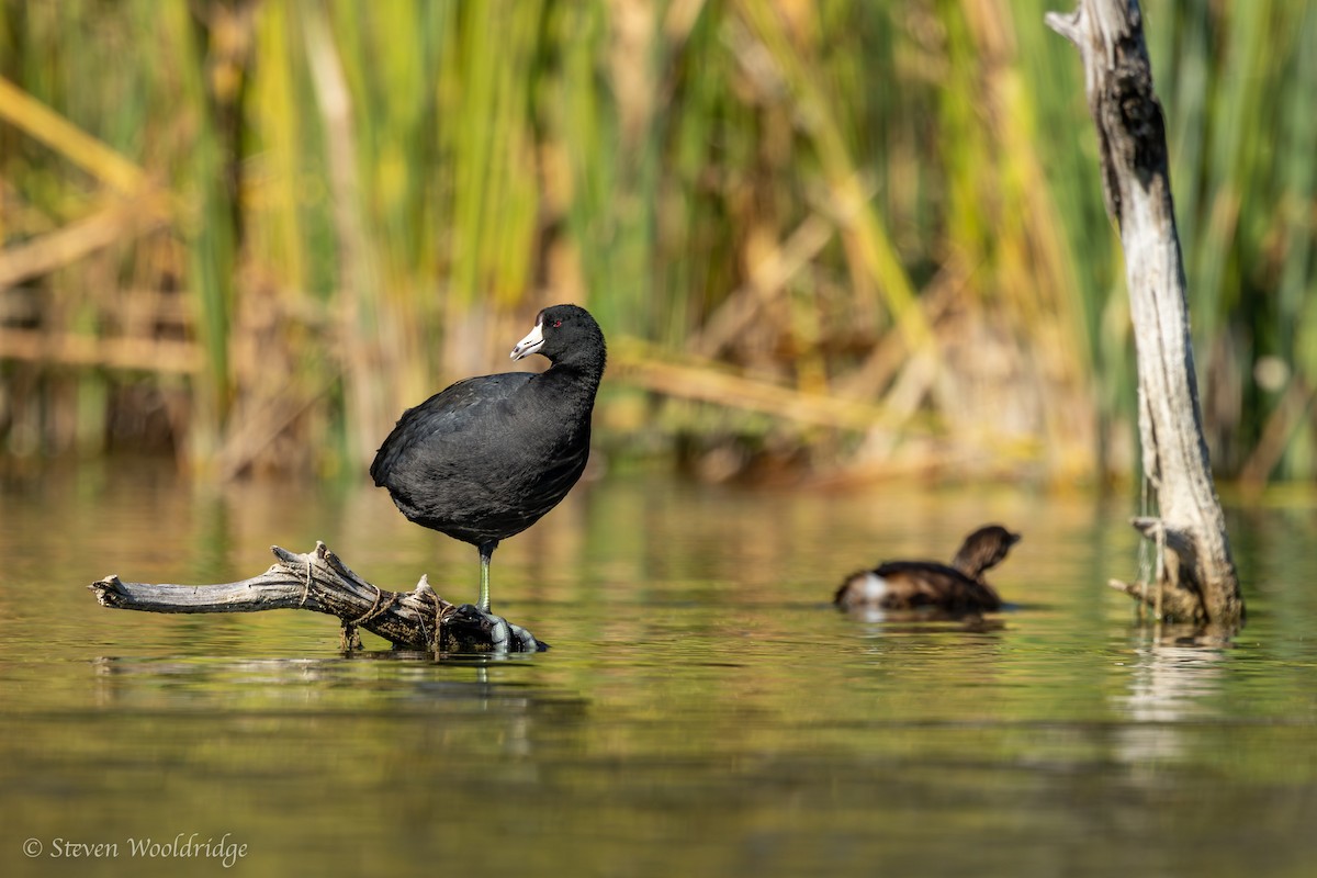 American Coot - ML612849871