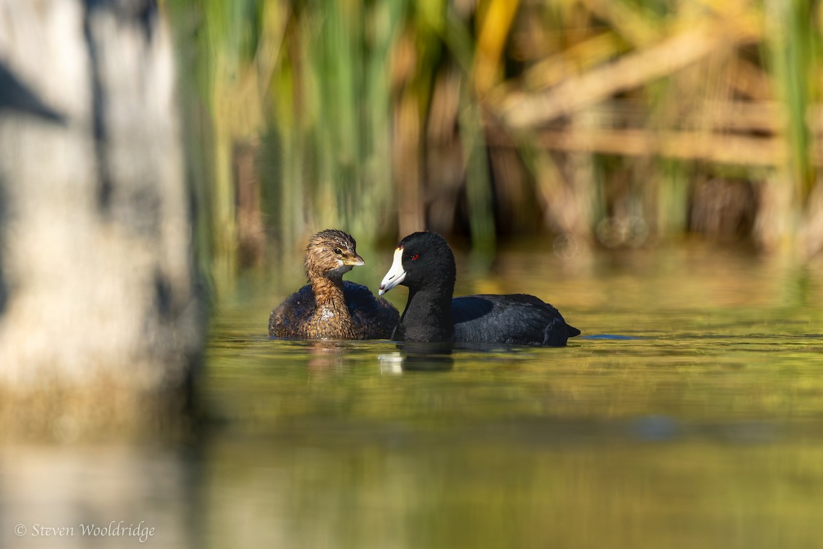 American Coot - ML612849872