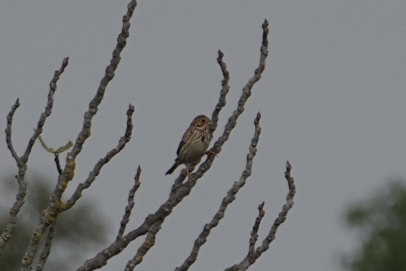 Little Bunting - ML612849969