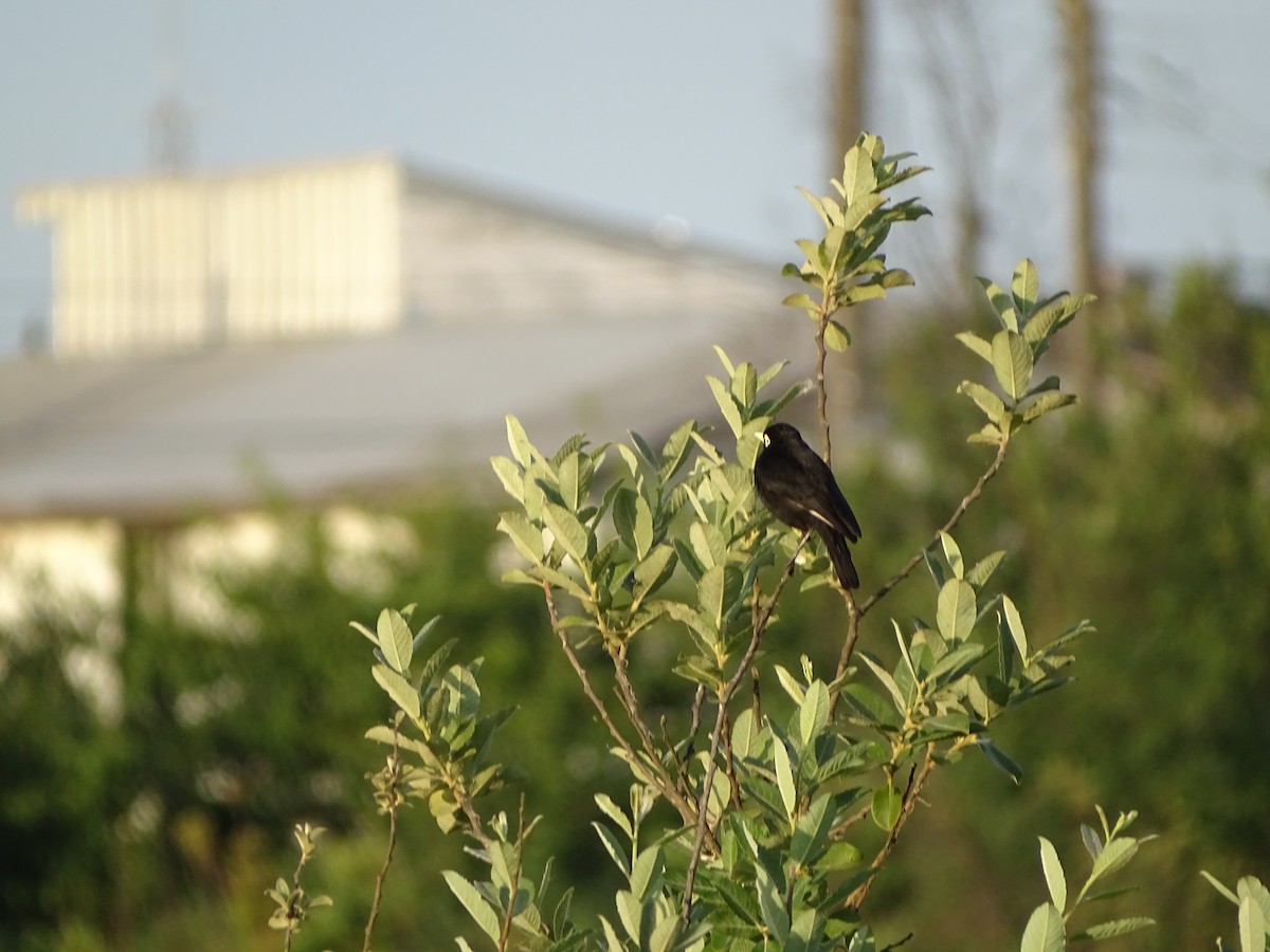 Spectacled Tyrant - ML612850058