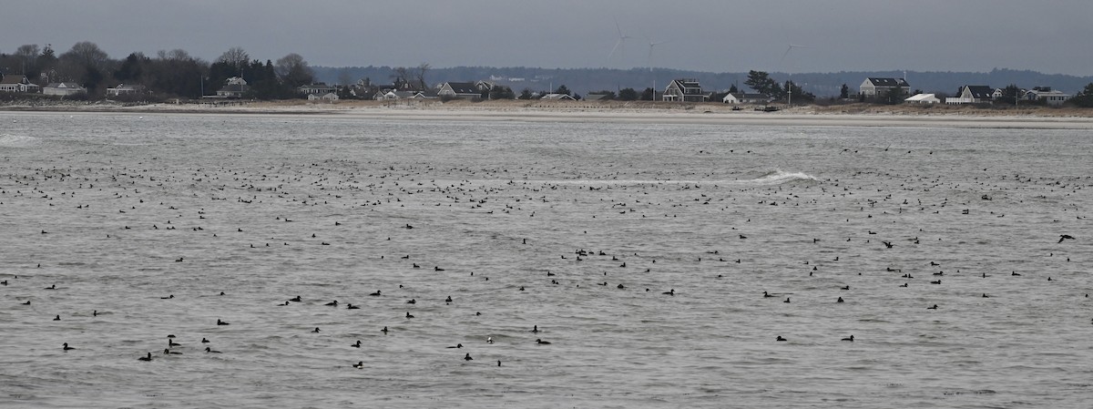 scoter sp. - David Clapp