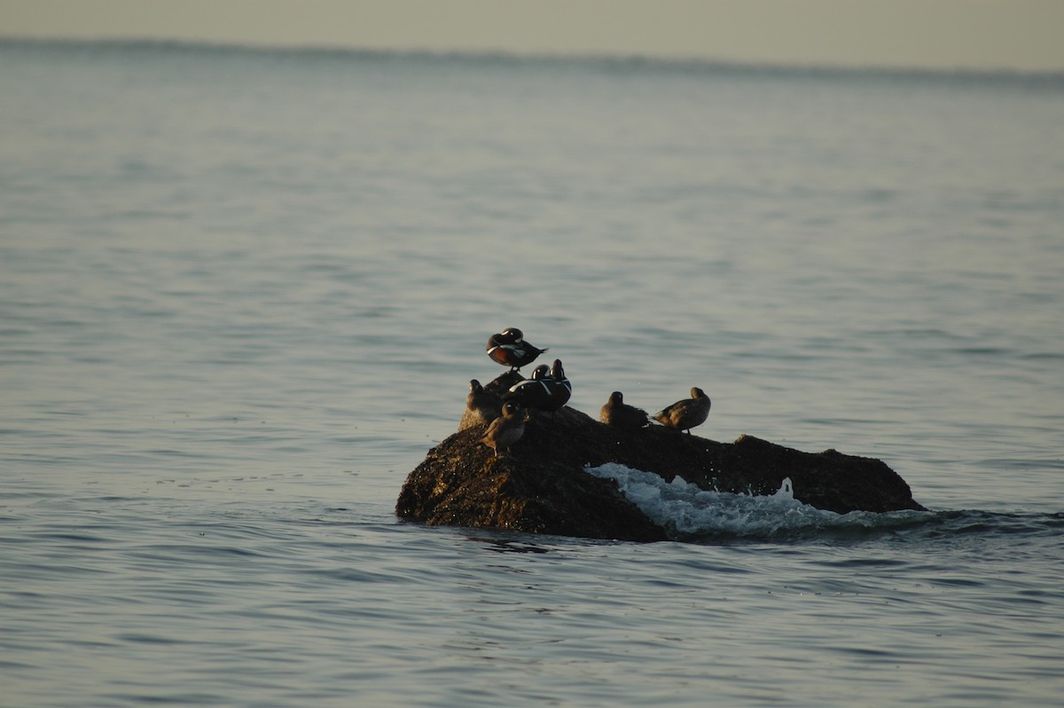 Harlequin Duck - ML612850128