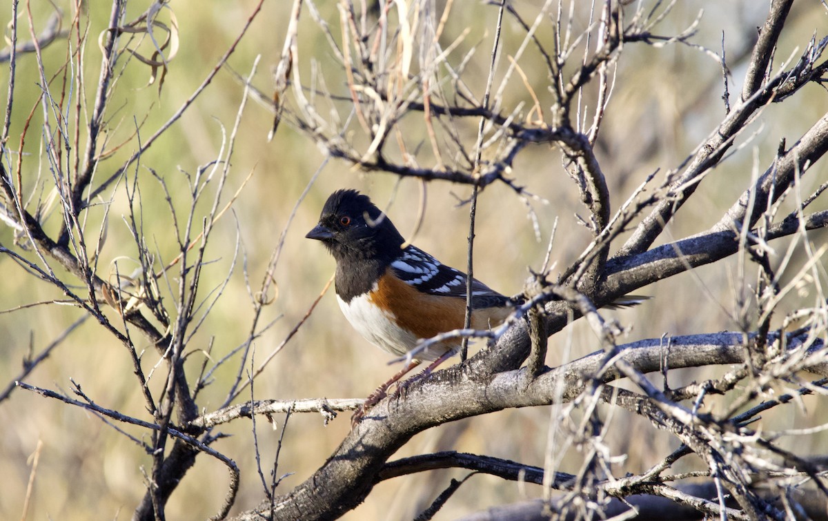 Spotted Towhee - ML612850132
