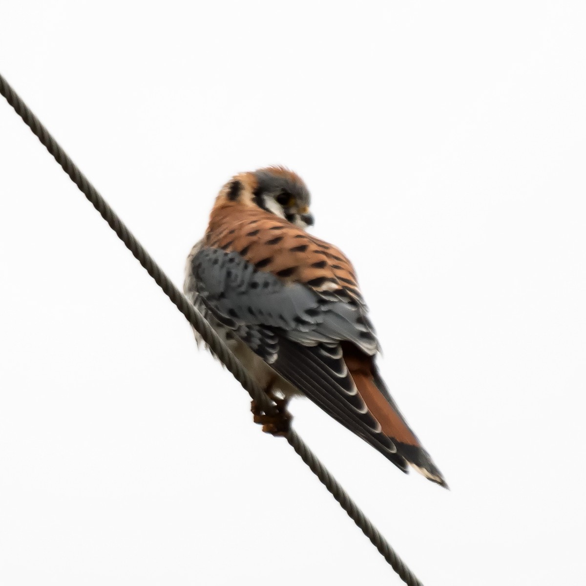 American Kestrel - ML612850137