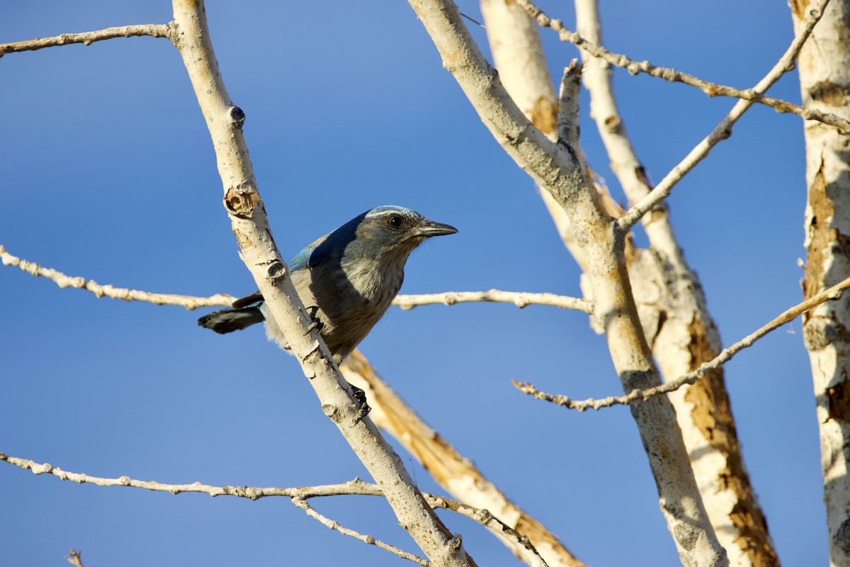 Woodhouse's Scrub-Jay - Dylan Osterhaus