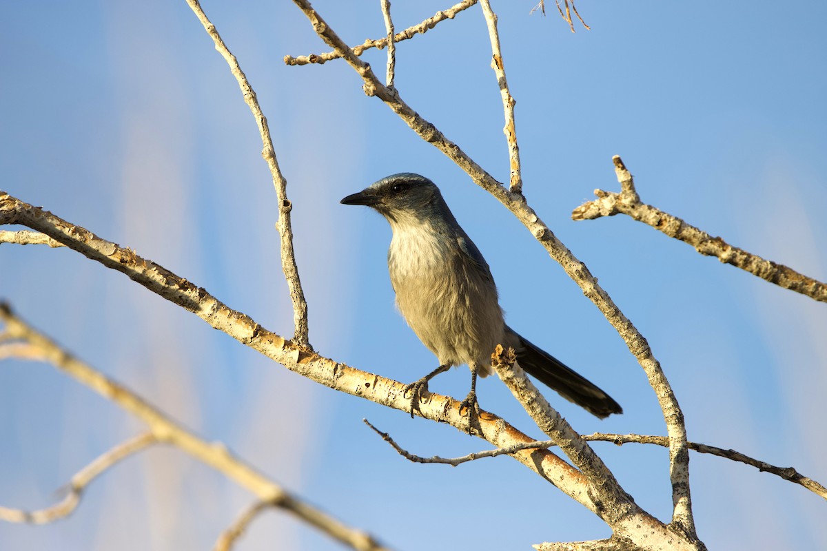 Woodhouse's Scrub-Jay - ML612850142