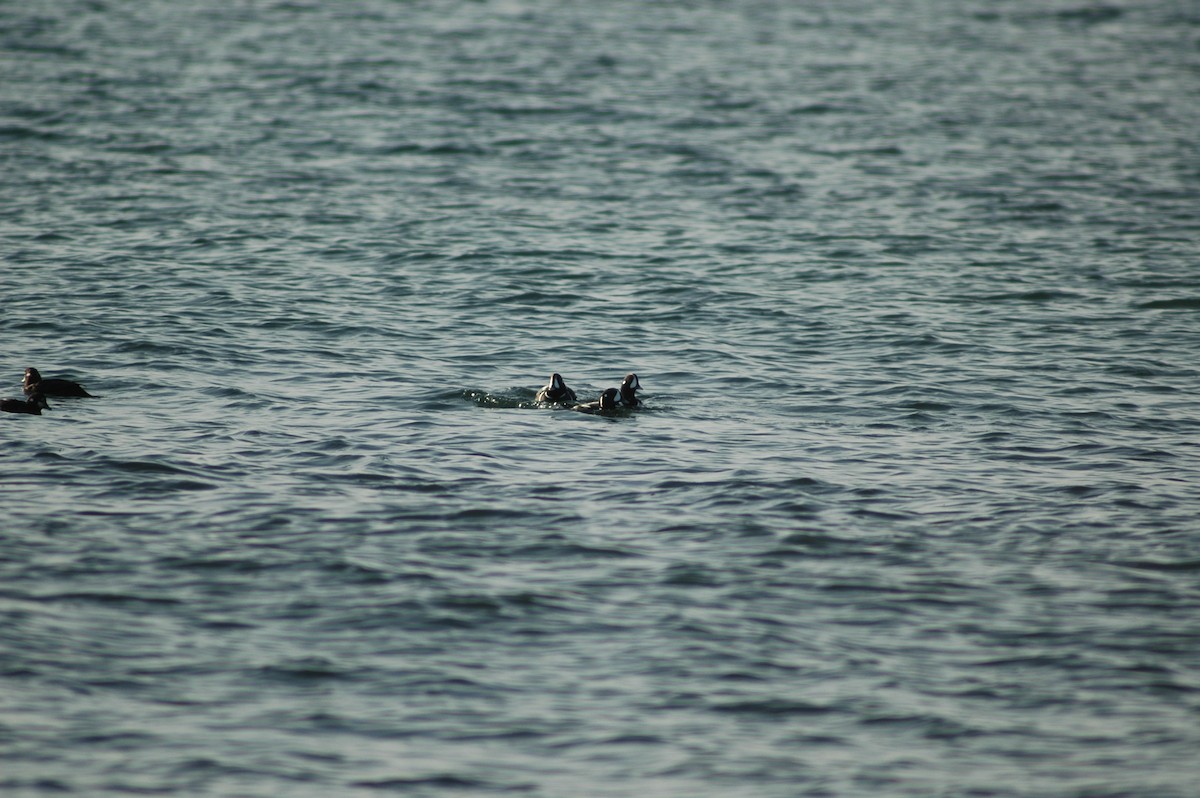 Harlequin Duck - ML612850145