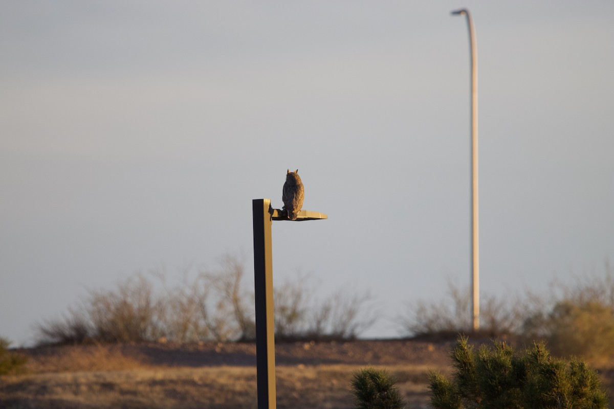 Great Horned Owl - ML612850150