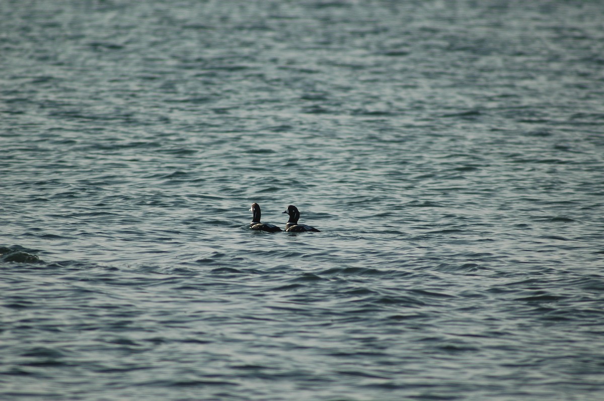 Harlequin Duck - ML612850160