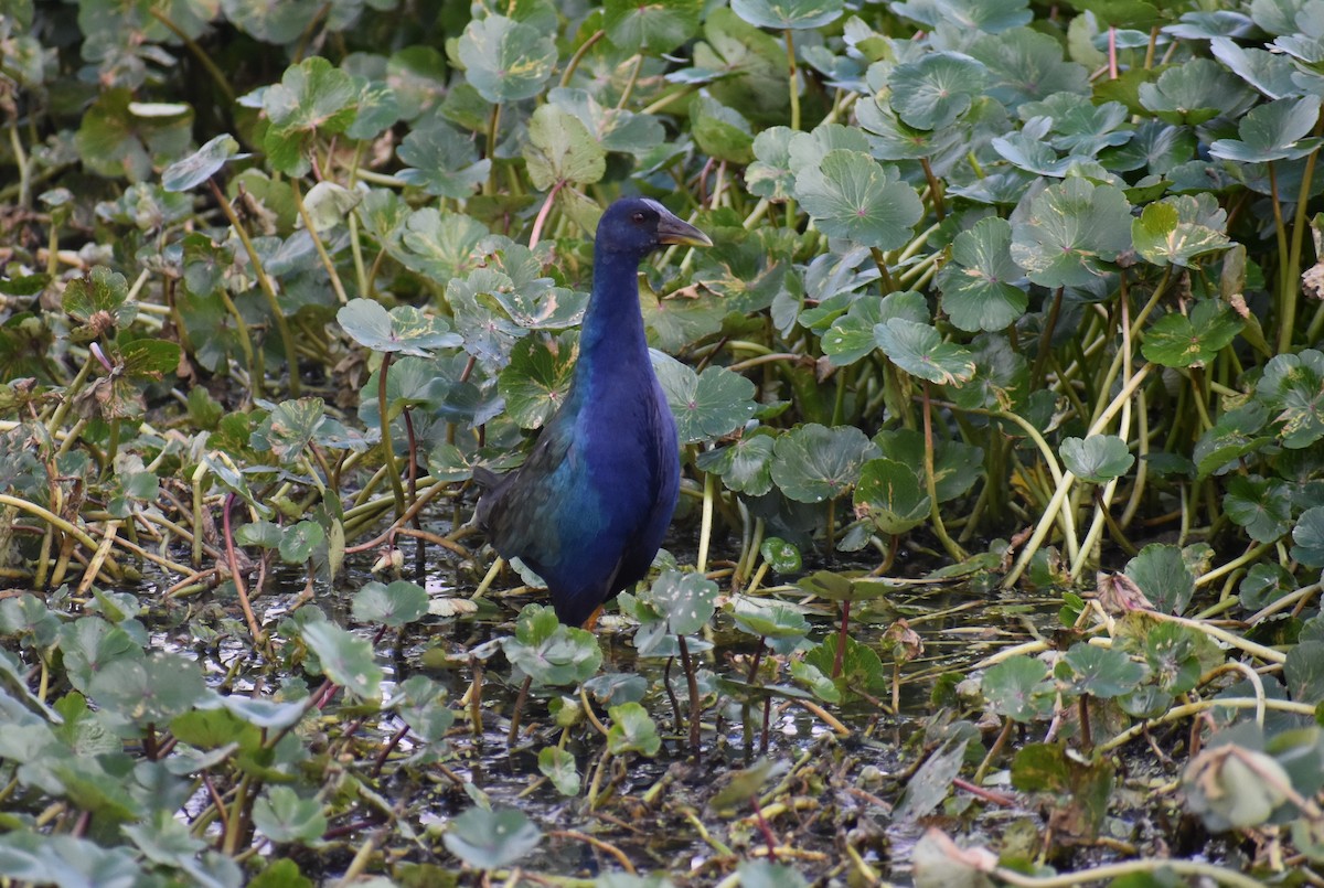 Purple Gallinule - ML612850169