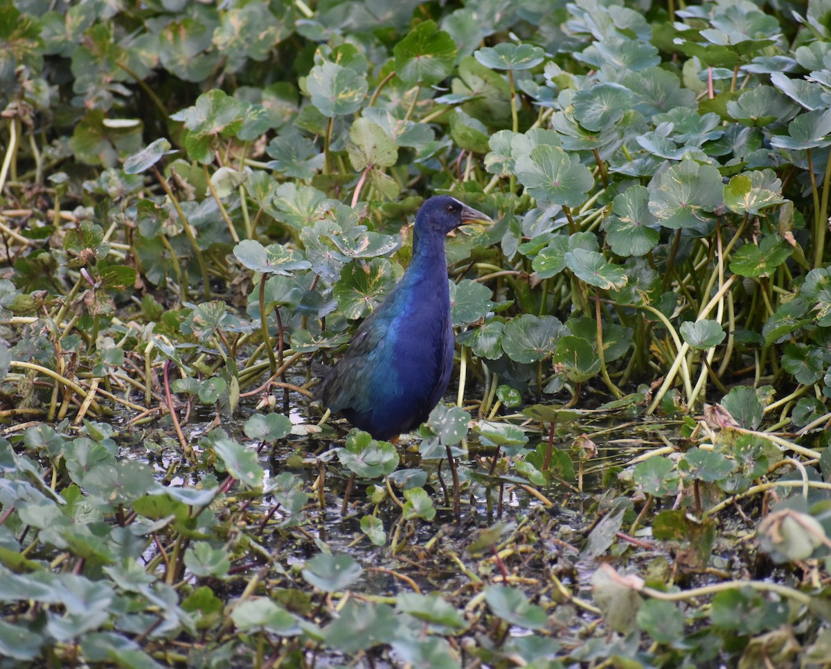 Purple Gallinule - ML612850170