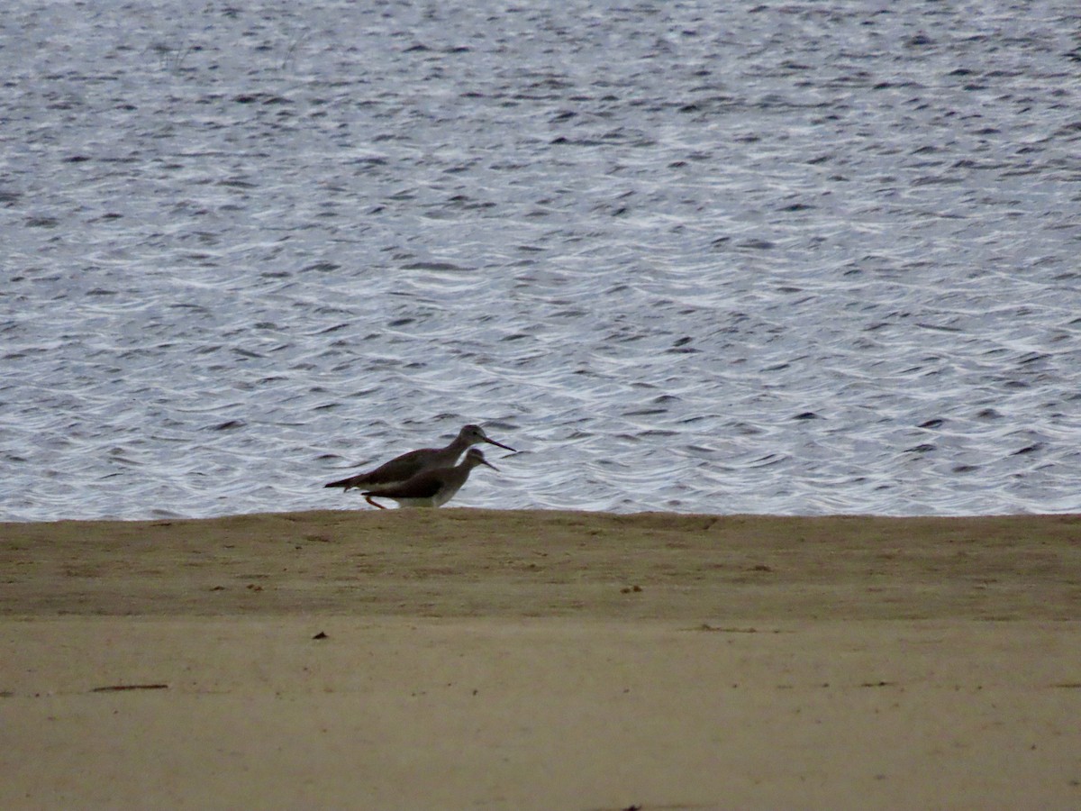 Lesser Yellowlegs - ML612850179