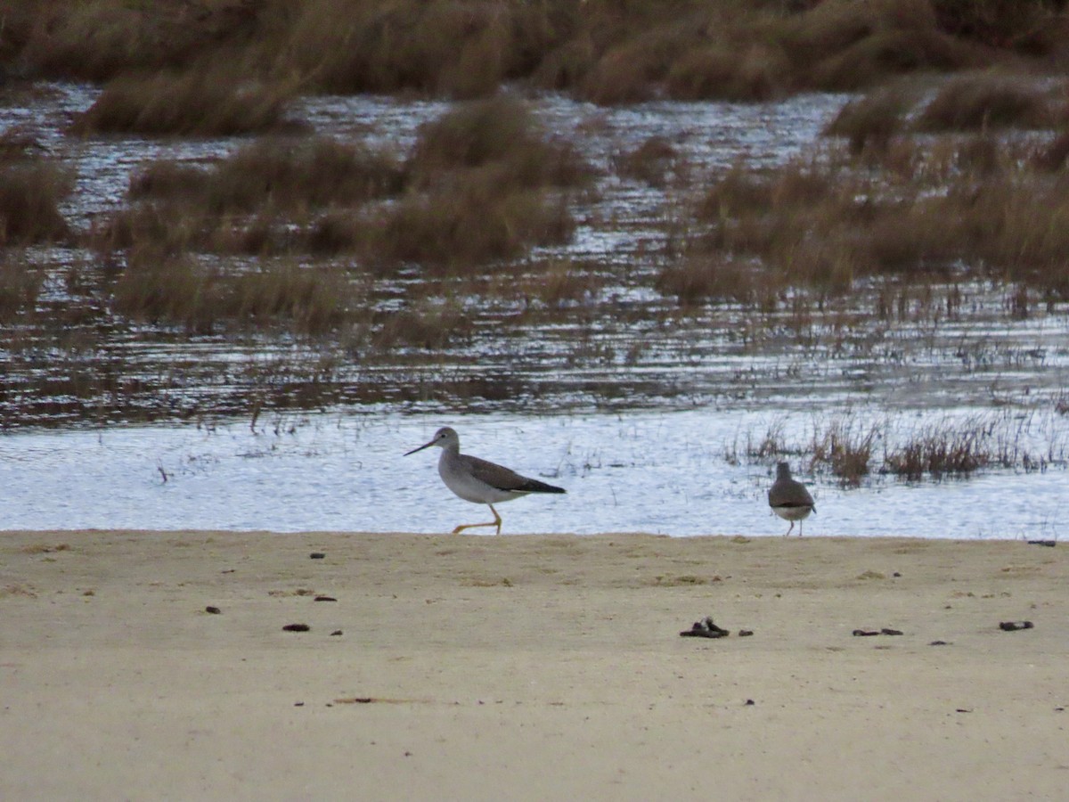 Lesser Yellowlegs - ML612850180