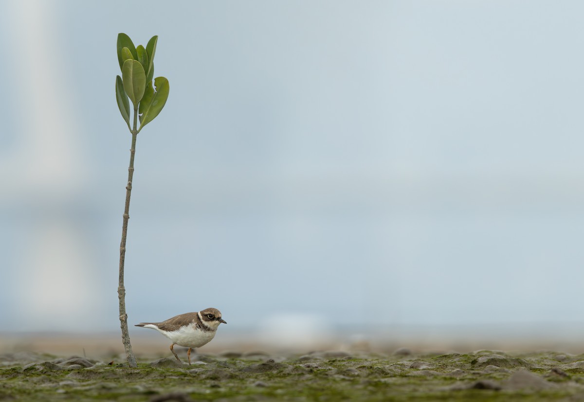 Little Ringed Plover - ML612850354