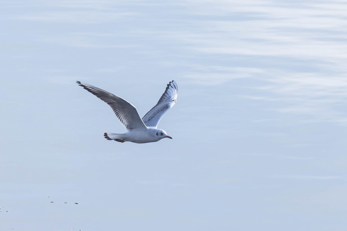 Black-headed Gull - ML612850364