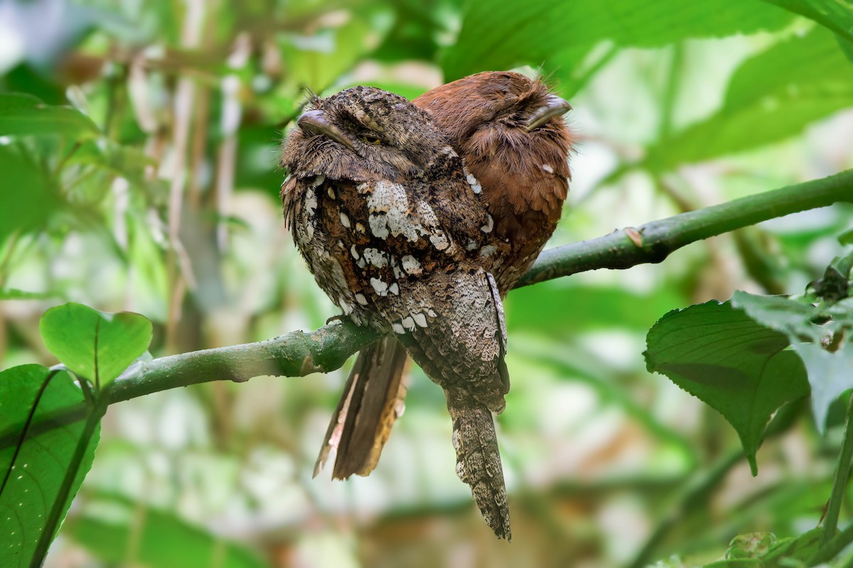 Sri Lanka Frogmouth - ML612850408