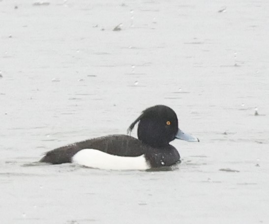 Tufted Duck - ML612850465