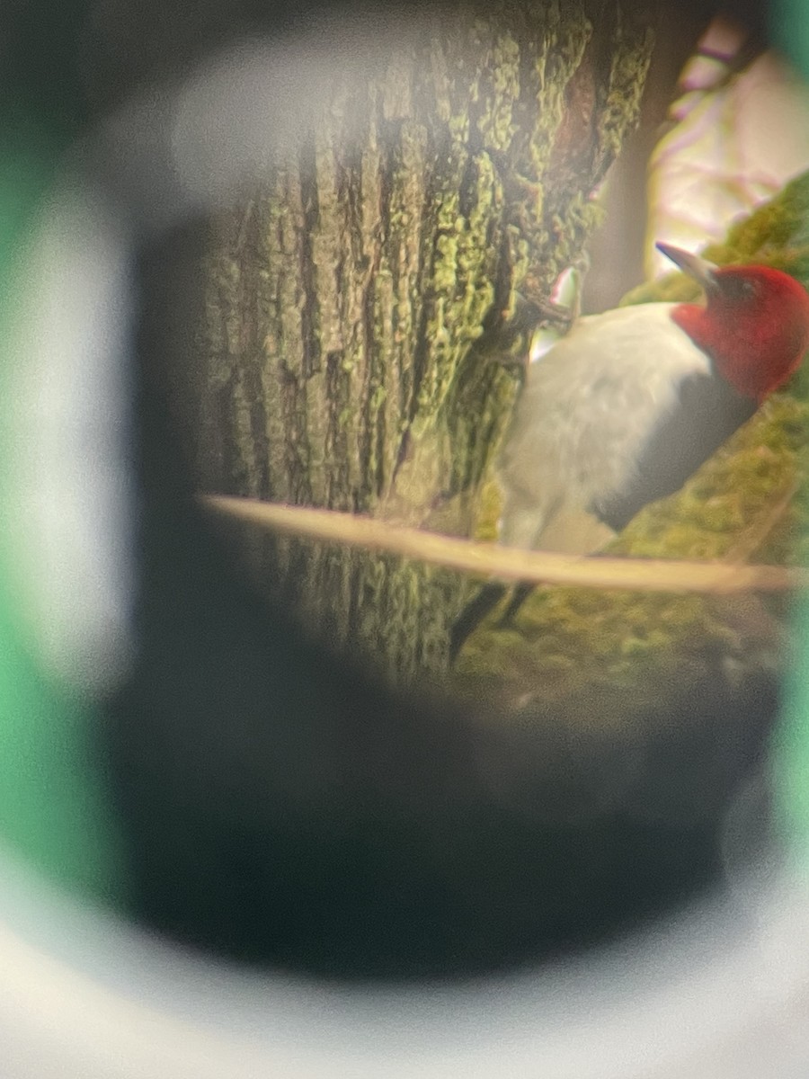 Red-headed Woodpecker - William Earley