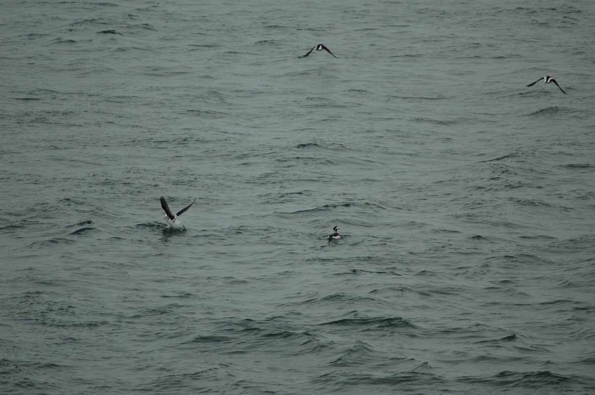 Long-tailed Duck - ML612850493