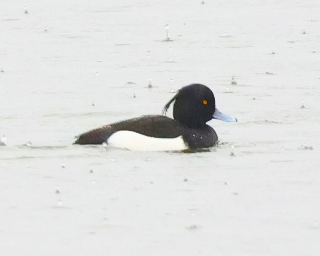 Tufted Duck - ML612850527