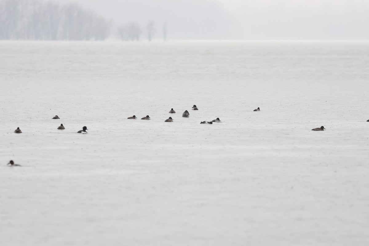 Tufted Duck - ML612850639