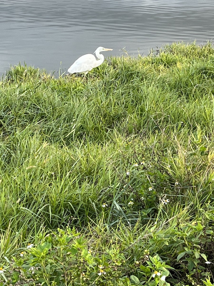 Great Blue Heron (Great White) - ML612850644