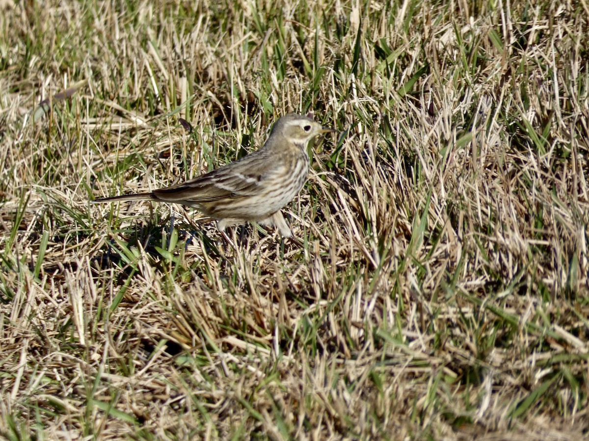 American Pipit - ML612850725