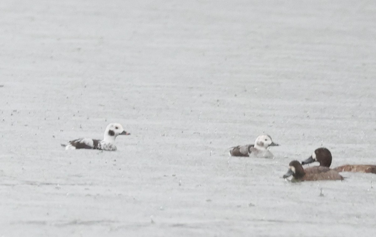 Long-tailed Duck - ML612850750