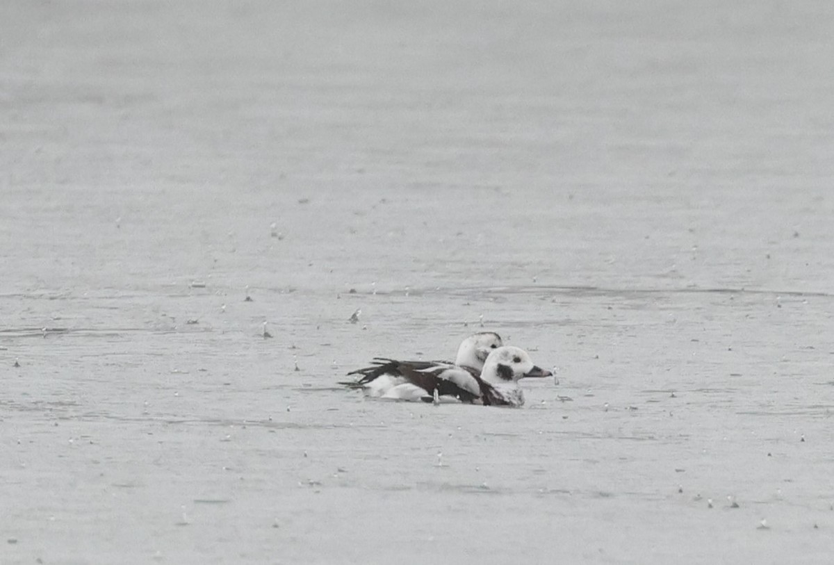 Long-tailed Duck - ML612850764