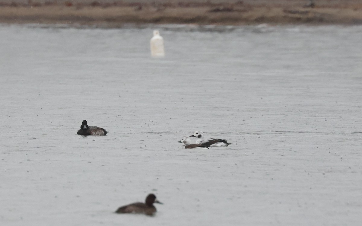 Long-tailed Duck - ML612850780