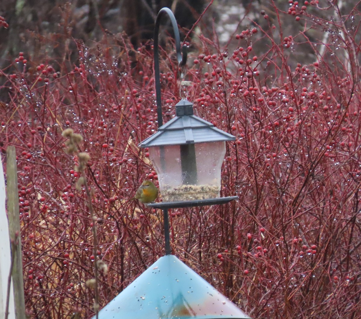 Hepatic Tanager - Andrea Bean