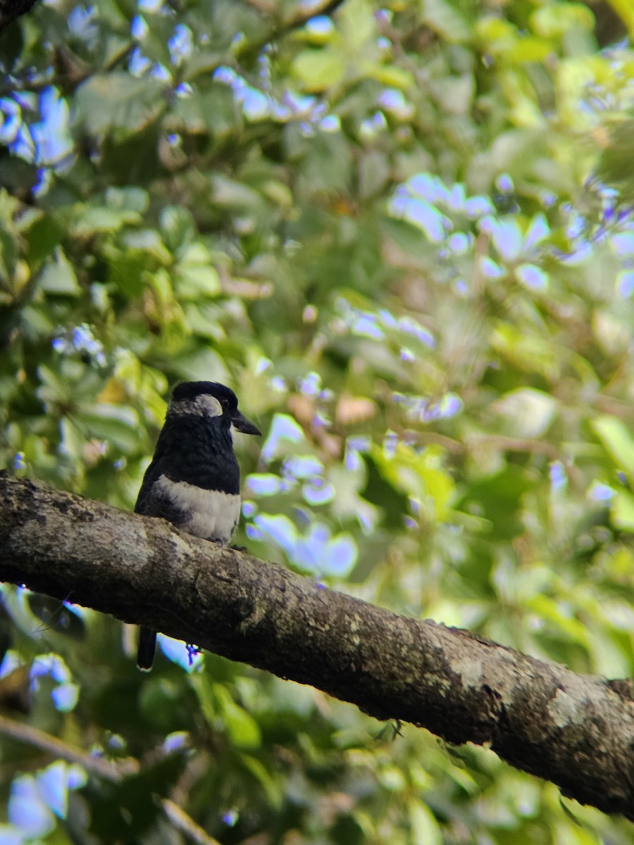 Black-breasted Puffbird - ML612850861