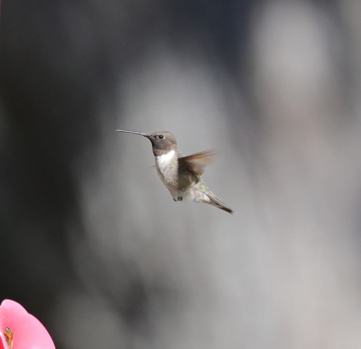 Black-chinned Hummingbird - ML612850920