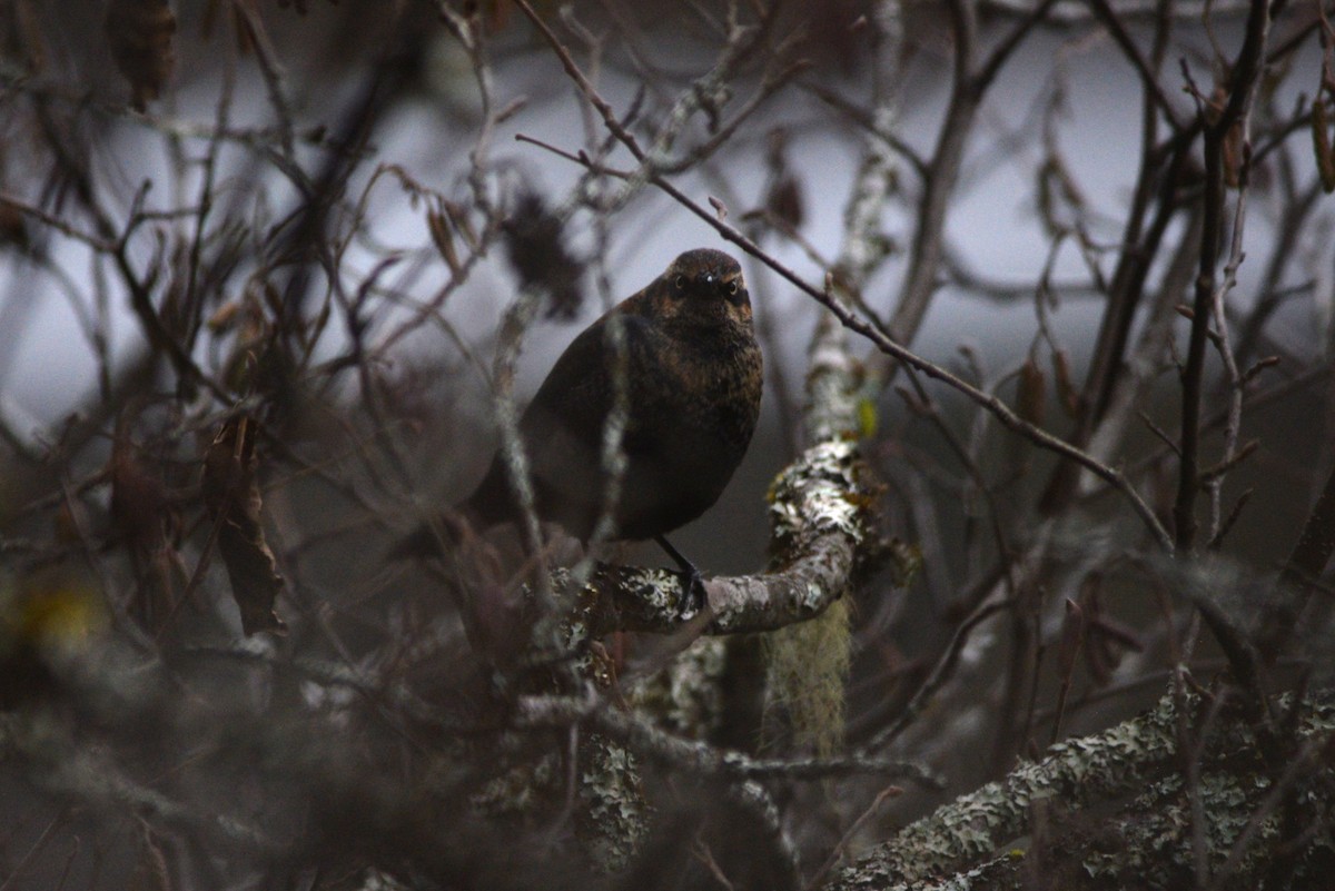 Rusty Blackbird - Catherine McLean