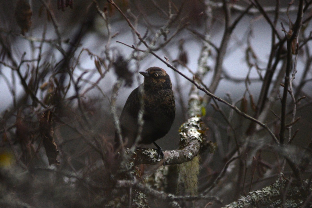 Rusty Blackbird - ML612850923