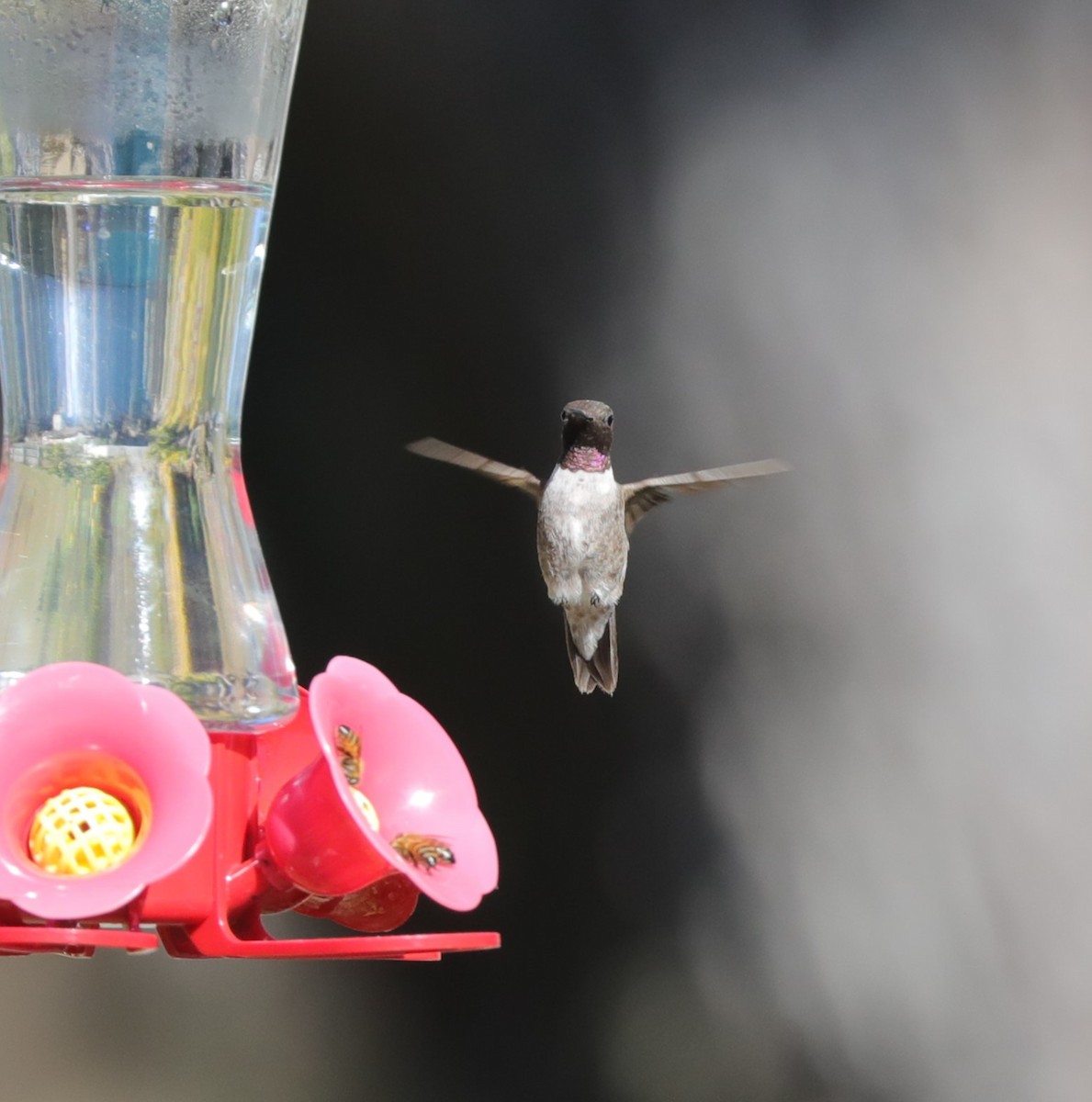Black-chinned Hummingbird - ML612850935